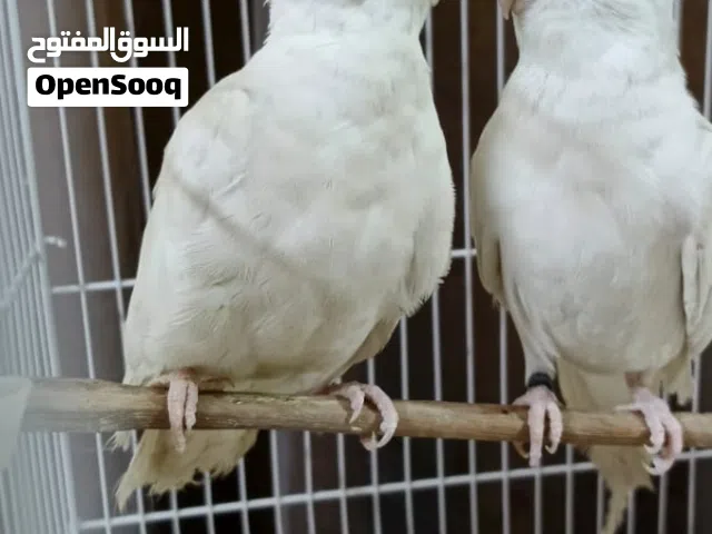 زوج كوكتيل