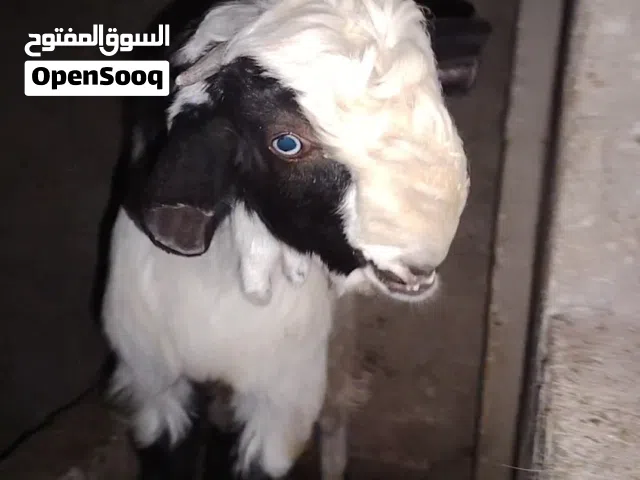 سمار شامي نخب اول