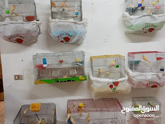 عصافير كناري للبيع كامل الطيور مع القفاص