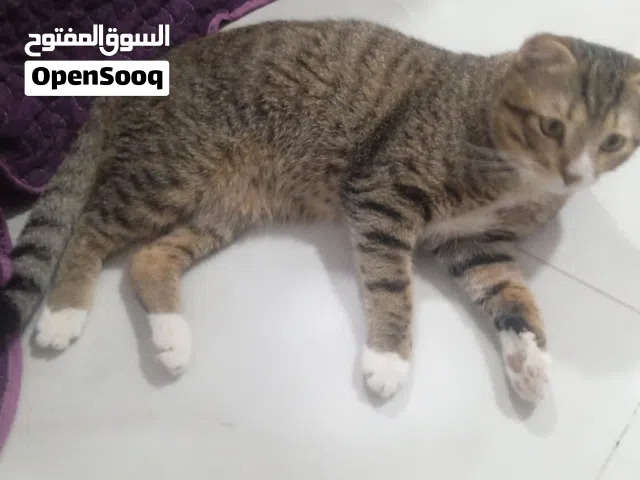 قط سكوتس فورد