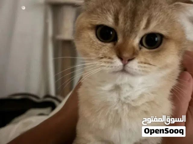 Leo & Mia for sale سكوتش فولد