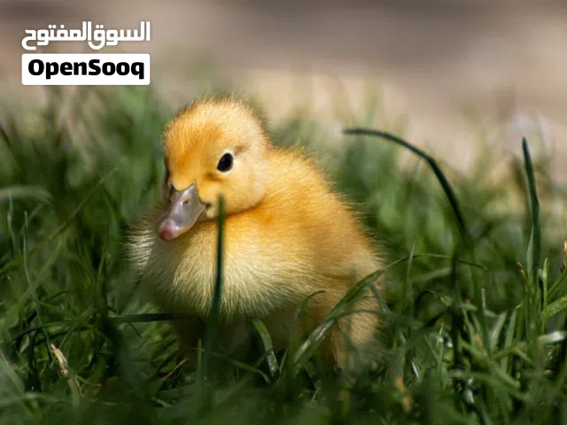 بطه    + قفض 5 دنانير