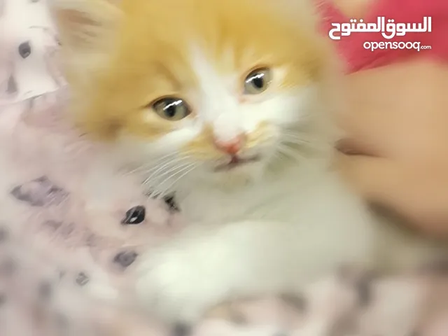 قط صغير للتبني