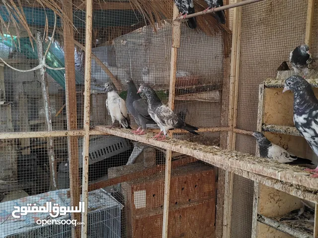 Pakistani pigeons
