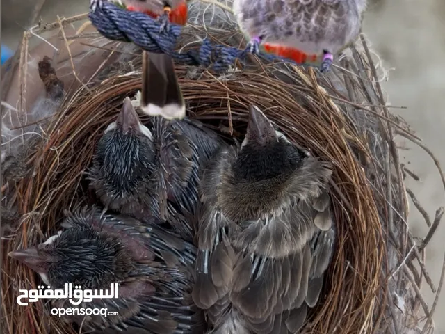 طائر البلبل