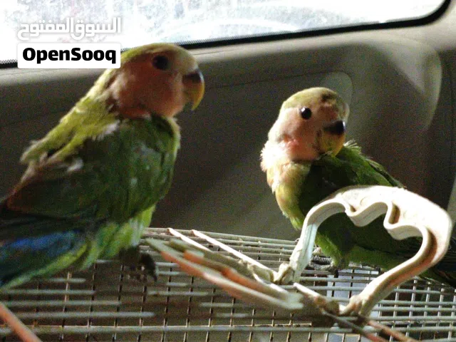 روز (بركديلو) اقرا الوصف
