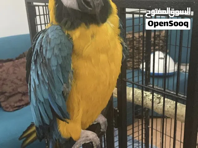 طير مكاو للبيع