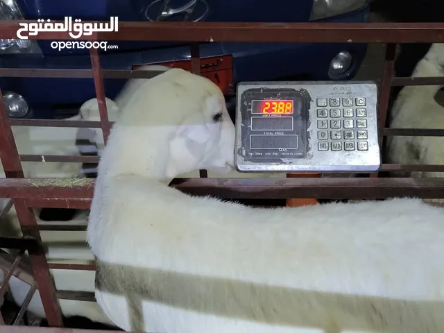 كباش مروعي ماشاء الله تبارك الله