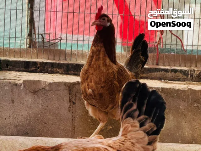 4 قطع مطوك خط اول