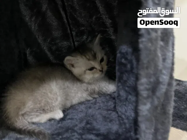 Scottish-British short hair kitten for sale