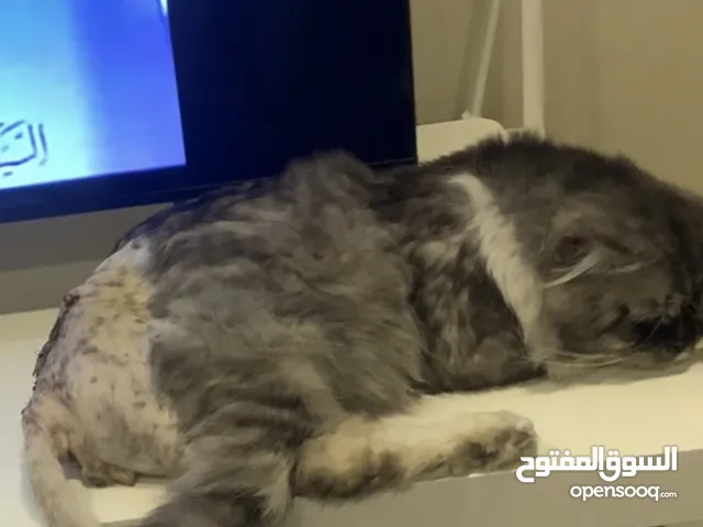 قط مفقود او اخد اخذ في مدينه حمد