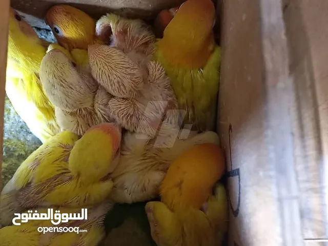 قص روز دكر كريمي و نتايه لاتيني متوالفين شغالين ب الضمان حاجه محترمه جسم محترم جدا ريش متستف