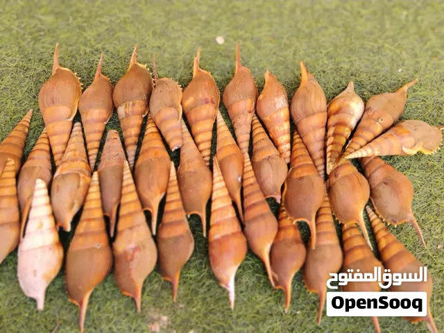 اصداف البحر للزينه