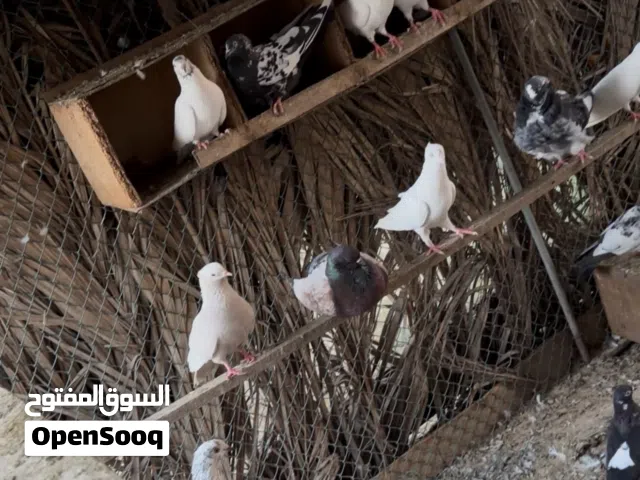 للبيع حمام مكس