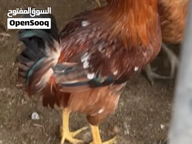 ديكا  فرنسيه