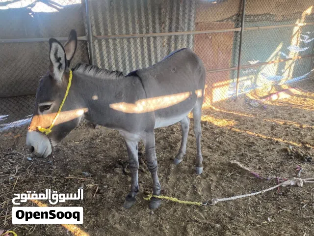 حمار للبيع الوصف مهم