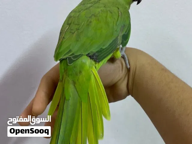 للبيع انثى متو بداية كلام + مفطوم + اليف بسعر : 35 وقابل بشي بسيط