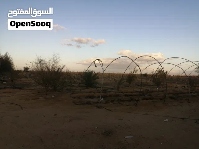 ارض استصلاح زراعي ببئر مياه بوادي المغرة بسعر لؤطة للجادين فقط لكجالات استثمار متعددة ومميزة جدا جدا