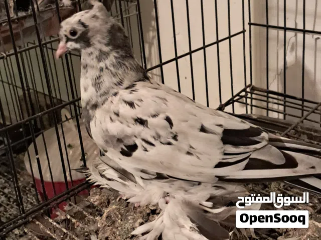 فرخ اسباني مبروص ملبخ شوشه دبوس فاك اول ريشه فرخين كرنك