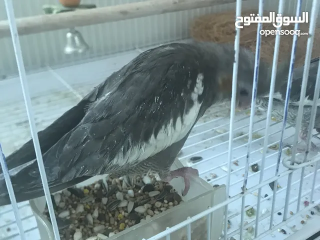 Cockatiels chick