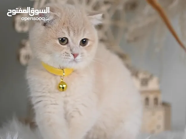 Scottish British shorthair longhair kittens British shorthair Scottish fold kittens Scottish