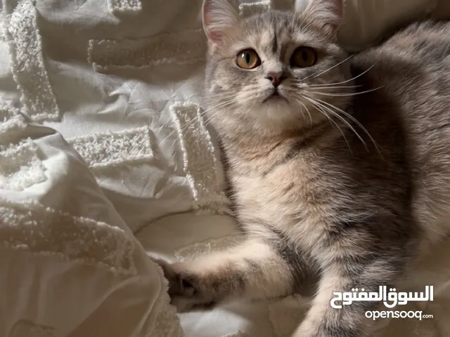 قطه تطلب تزاوج