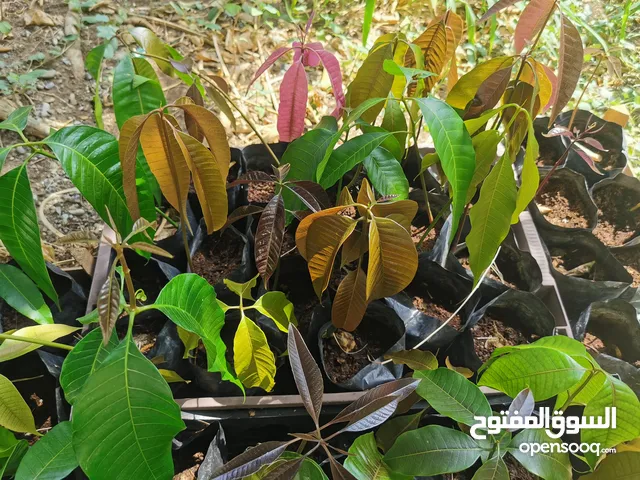 أشجار مانجو زعفراني الحجم الكبير