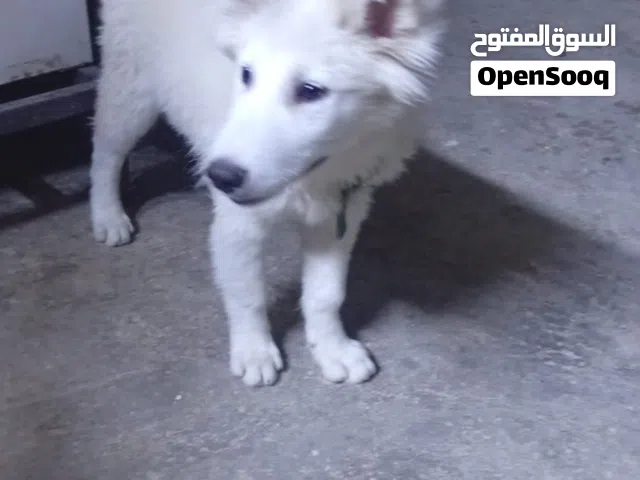 جروين هاسكي للبيع