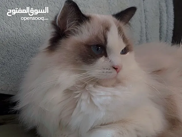 ذكر رغدول بيور مع جوز اناثي للبيع