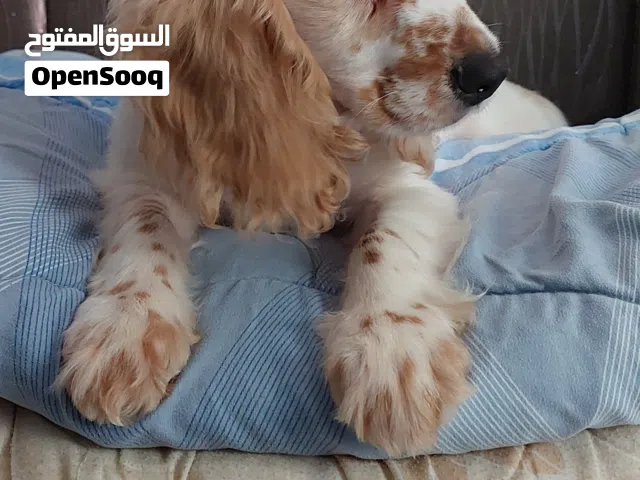 جرو اسبانيل كوكر Spaniel Cocker Puppy