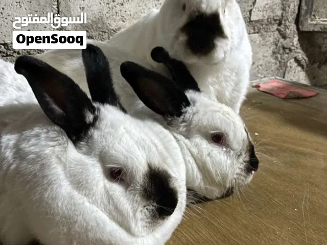 الأرنب الكاليفورني الأمريكي جوزين مستوردات منتجات ذكريين وأنثايتين يوجد أنثى إعشار 7أيام قريب الولاد