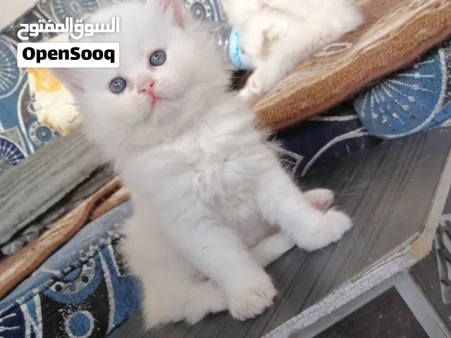 قطط شيرازي بألوان متعدده وأعمار صغيره شهر و10 ايام لـ شهر و20 نظيفين وأليفين وصحة ممتازة