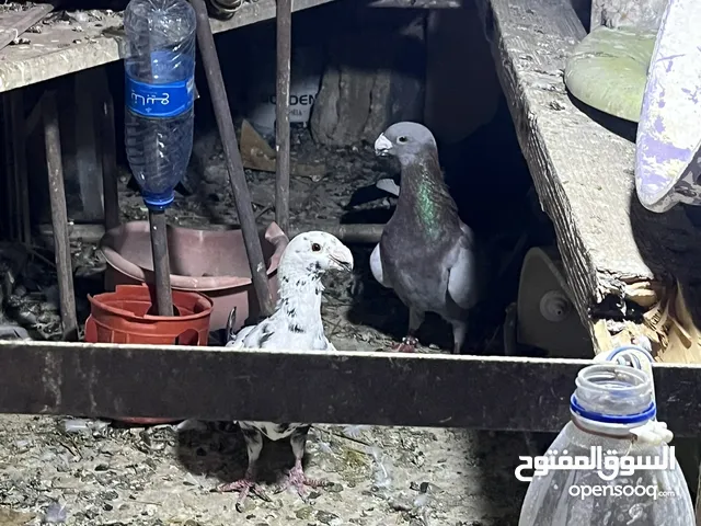 حمام للبيع في مادبا البيع كوم