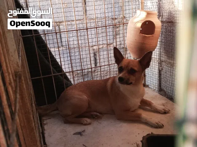دكر عمر سنه