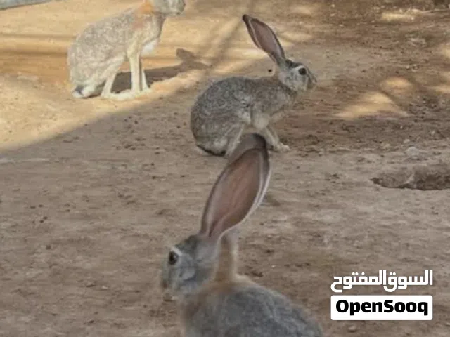 متوفر ارانب بري