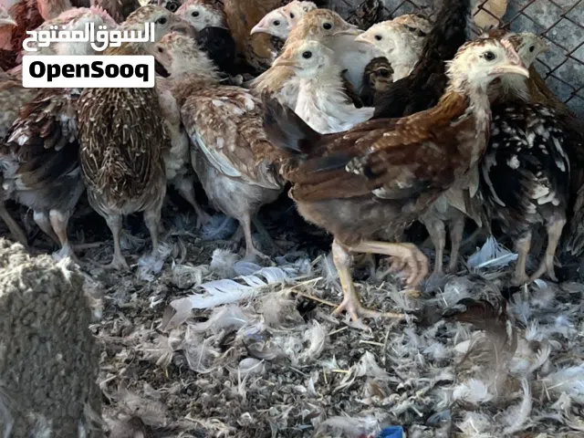 للبيع دجاج وبط اقرء الوصف