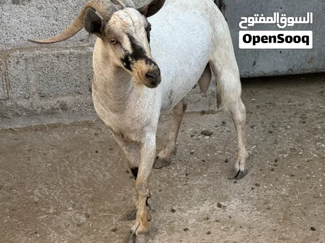 تيوس صنف لتربيه