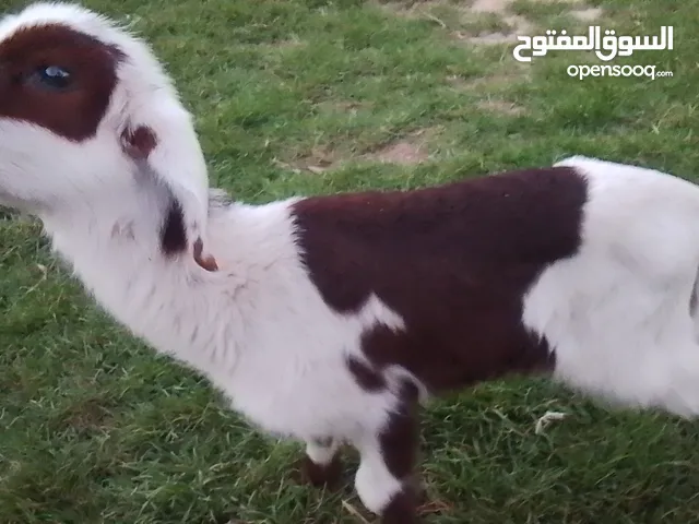 خروف ناكوع العمر 10 ايام يرضع ناشط تبارك الله