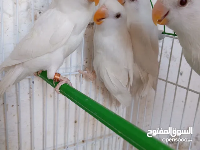 بعد الصلاه ع النبي يوجد طيور روز حبات بتجنن حبات جانوووووووووو صحه ممتااااااااااازه ألوان حلوه.