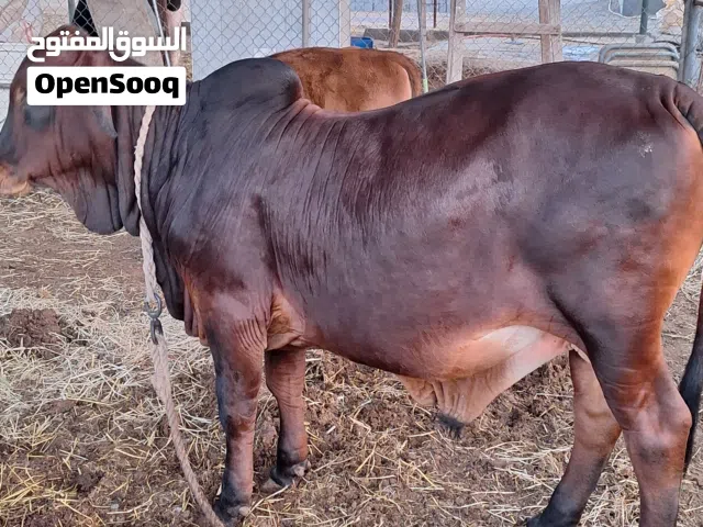 ثورين لحم اسمان