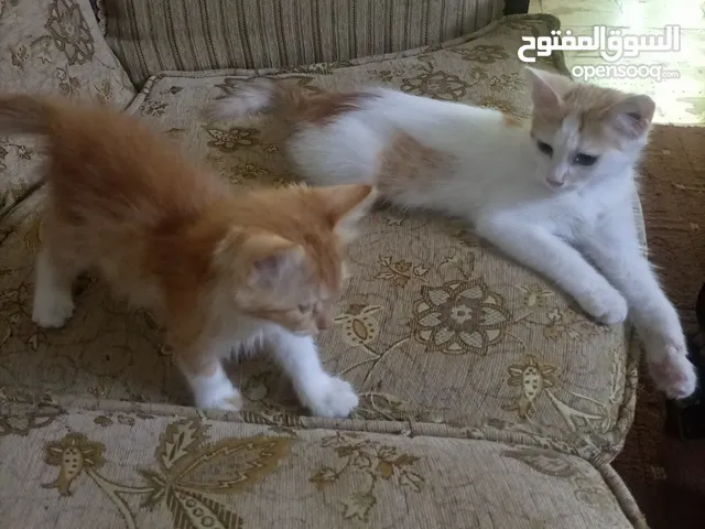 قطط للتبني موجودين بالزرقاء الجديدة