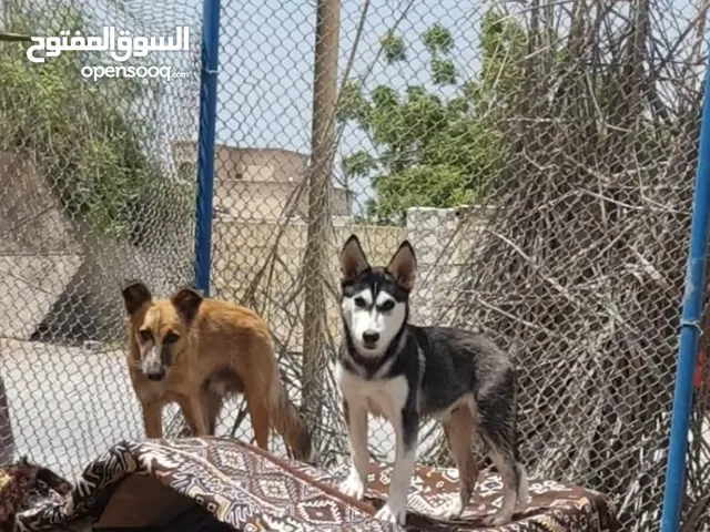 الكلبين نظيفين جدا ومتطعمين كل شي الهاسكي 3 شهور بدون تدريب والتاني 7 شهور ومدرب طاعة