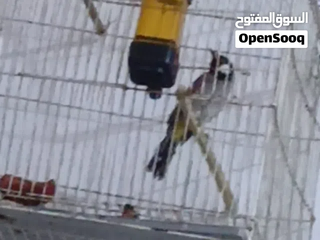 بلبل فول تغريد ولافه قره الوصف