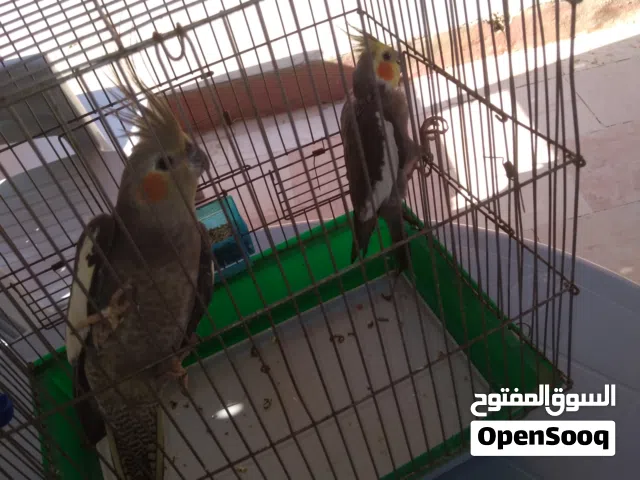جوز عصافير كوكتيل