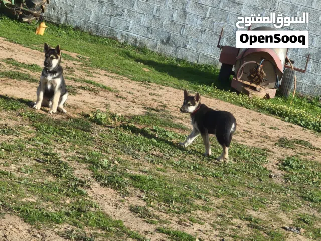 الاب جرمن الام هسكي العمر 5 شهور