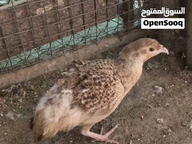صفرد ذكر باكستاني منتج