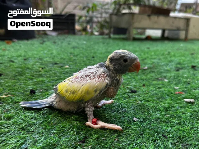 عشاق الطيور النادرة لابوبوو للبيع بيبي متو دومينيت ريسيسف