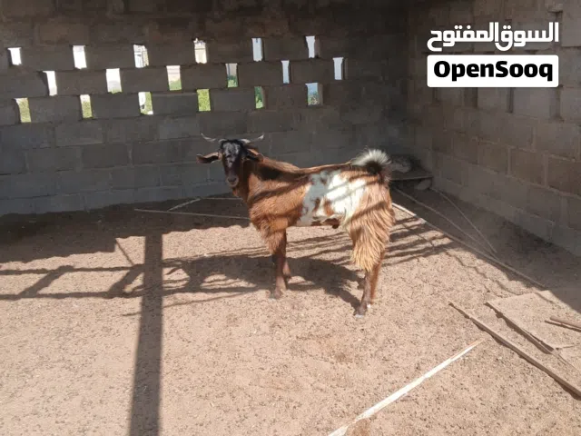 تيس عمره سنه و ثلاث اشهر كبش عمره سنه تابع الوصف