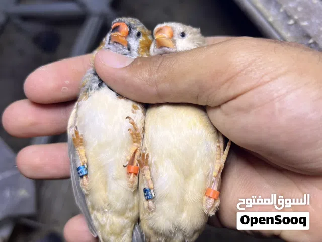 جوز مكس مخاليف