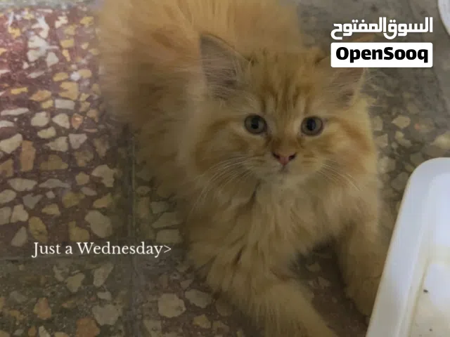 Multi color persian cats.